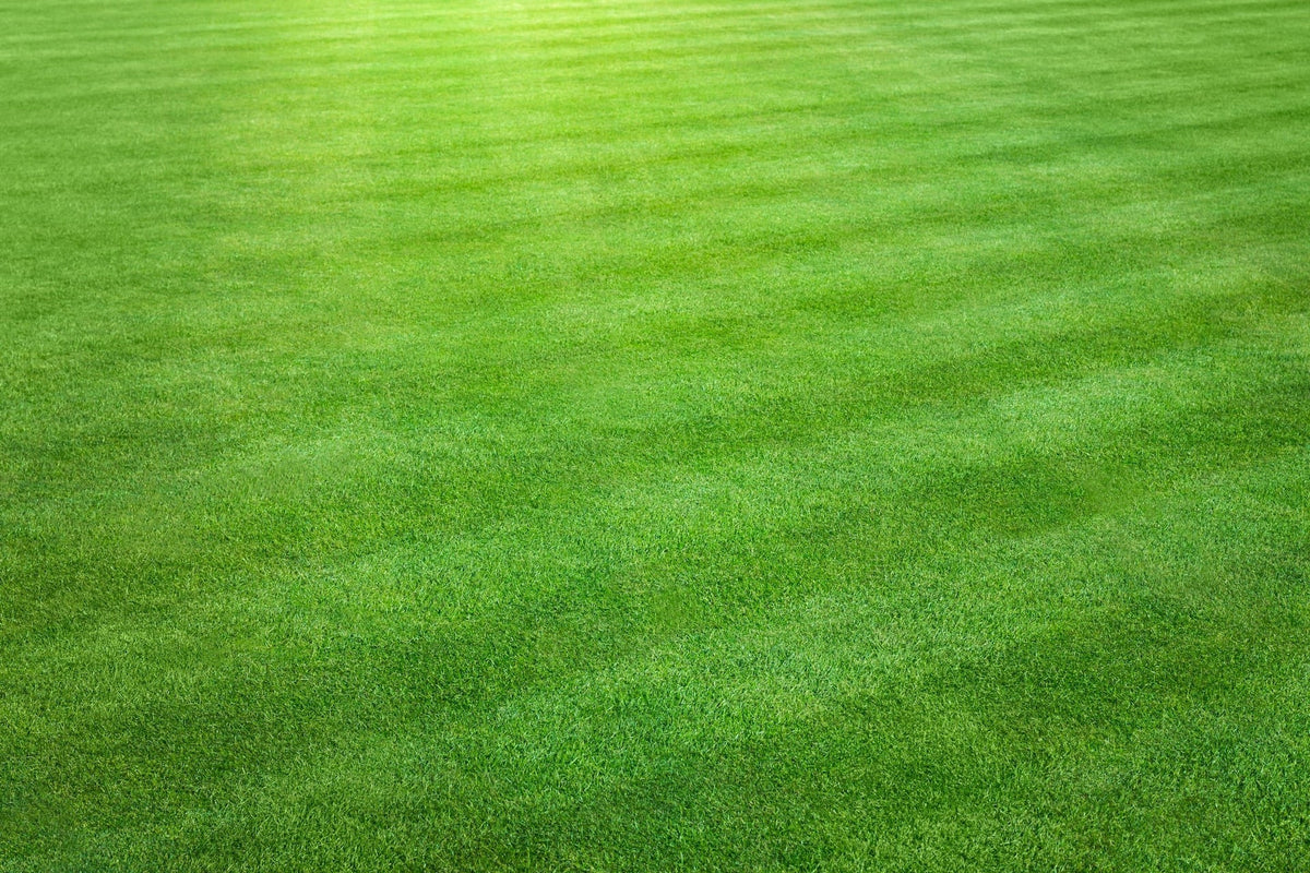 Nitrogrow+ Premium Nitrogen Enriched Sun and Shade Grass Seed with Fertilizer, 14-0-0, 1.2kg